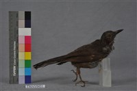 藏品(棕耳鵯)的圖片